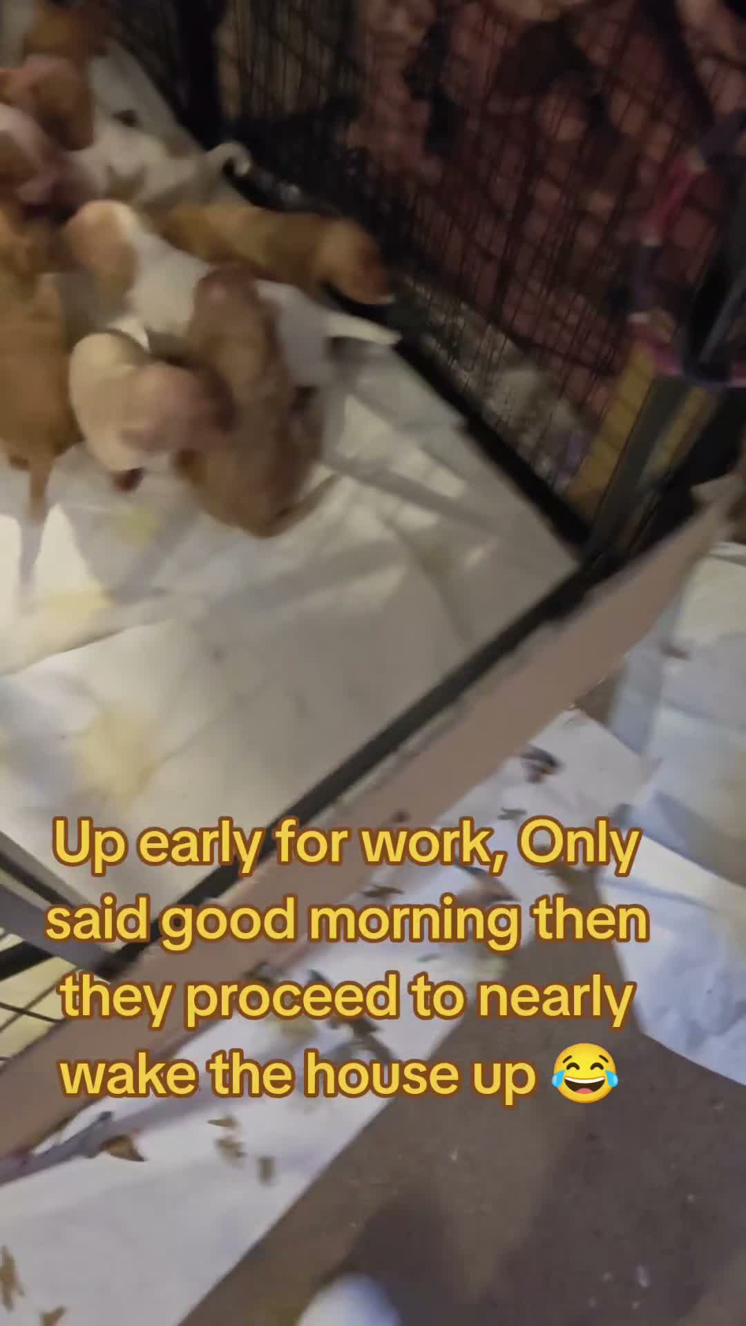 Cocker Spaniel dogs for sale: Beautiful Cocker spaniel puppies  in Driffield - Video 1
