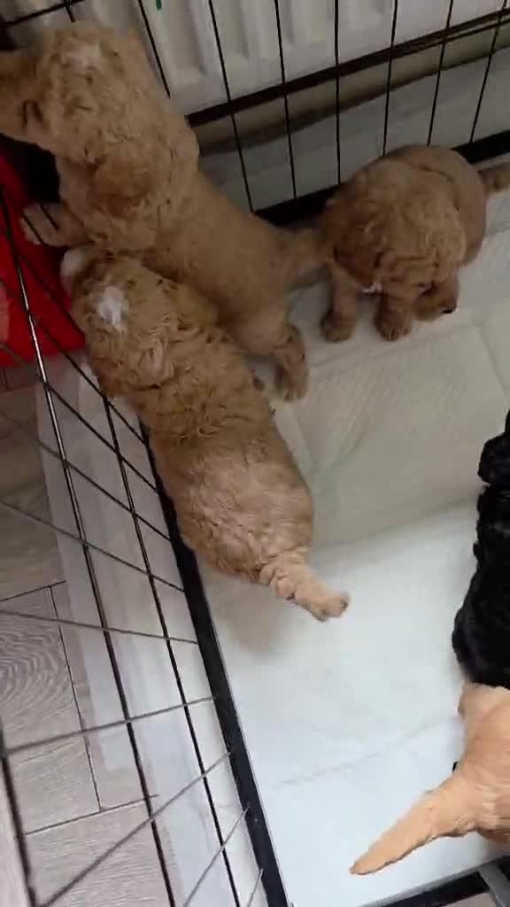 Cockapoo dogs for sale: F1B Cockapoo Puppy’s  - Video 1