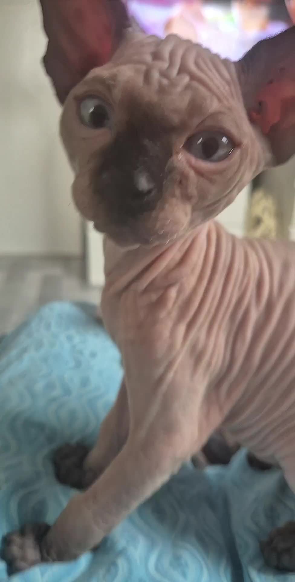 Sphynx cats for sale: Sphynx  - Video 2