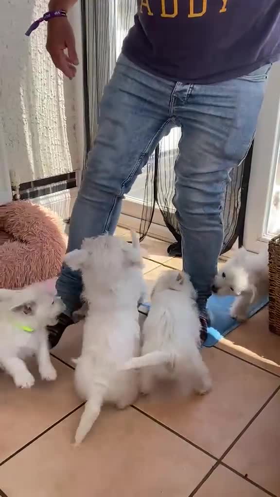 West Highland Terrier dogs for sale: 5 generation Kc pups in Llandysul - Video 3