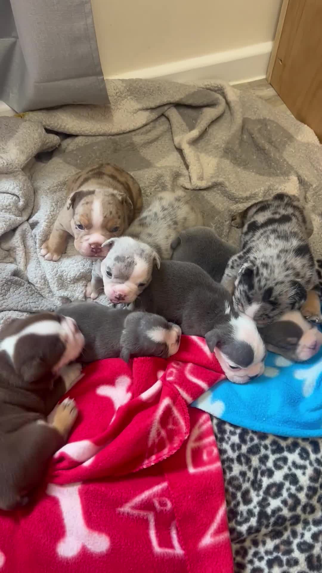 English Bulldog dogs for sale: Beautiful English bulldogs for sale 2 left - Video 1