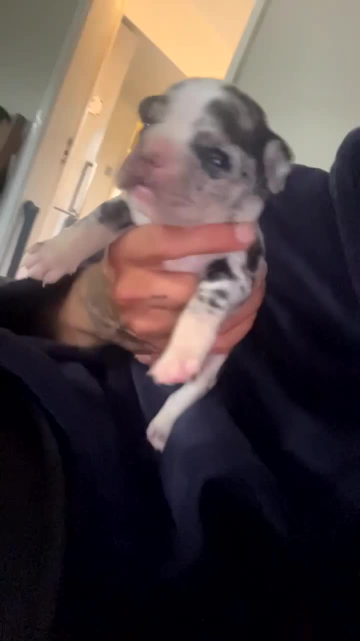 Mixed Breed dogs for sale: Gorgeous litter of frenchieX  - Video 4