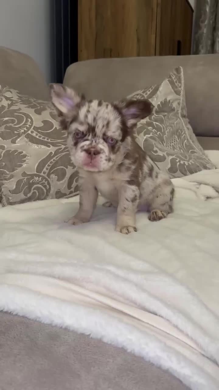French Bulldog dogs for sale: Fluffy Frenchie Merle / Rojo & Tan REDUCED📥 - Video 1