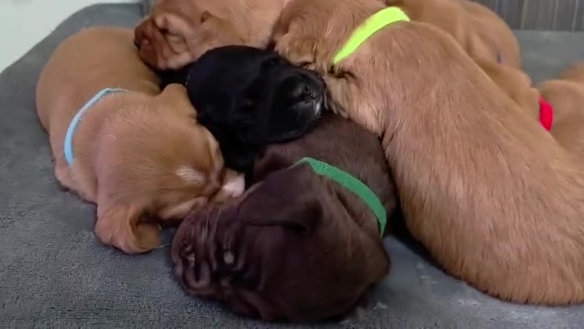 Mixed Breed dogs for sale: Cockalier (King Charles Spaniel) X Dachshund Cross - Video 1