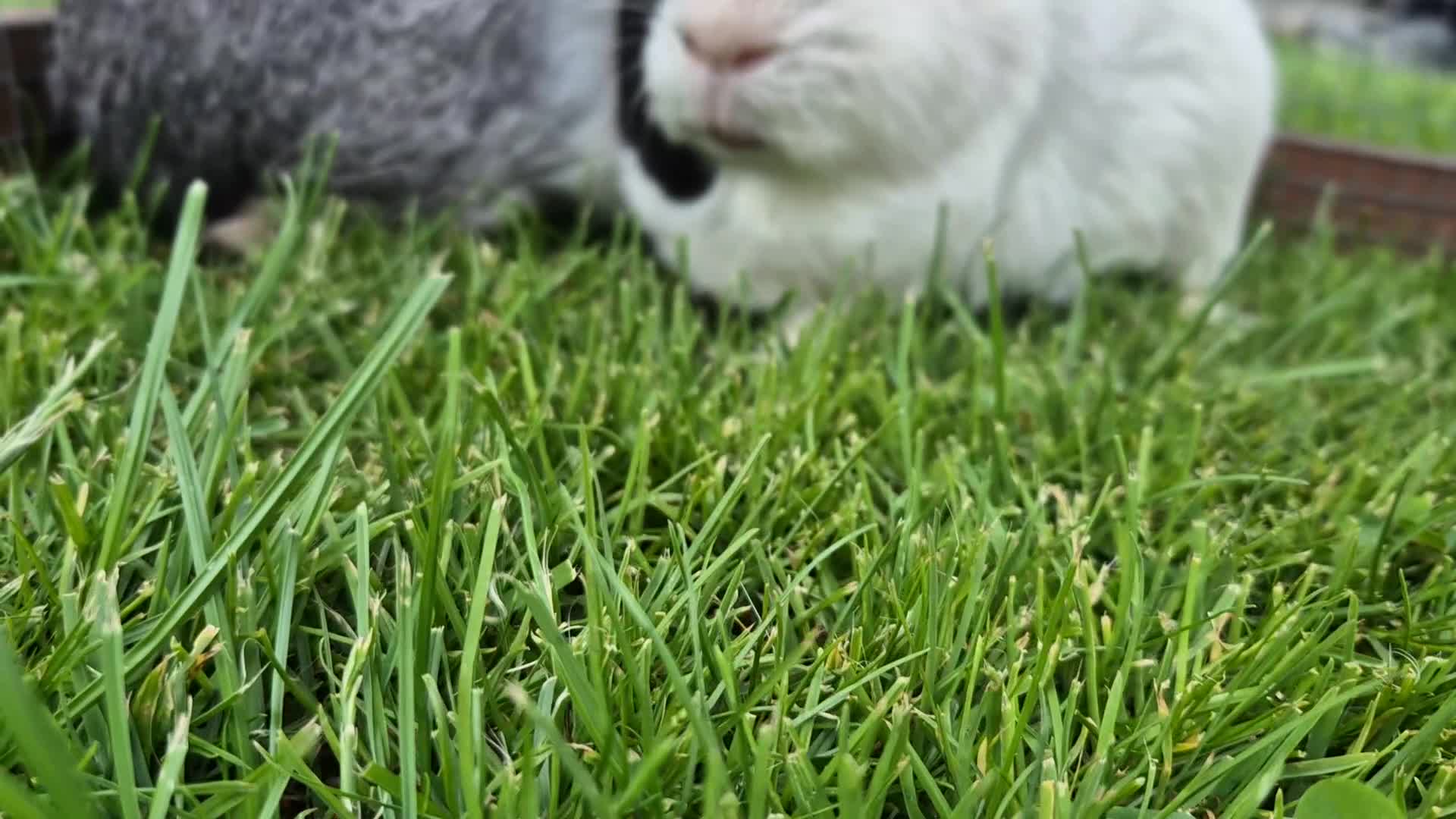 Guinea Pig rodents for sale: Tom & Jerry Guinea pigs - Video 1