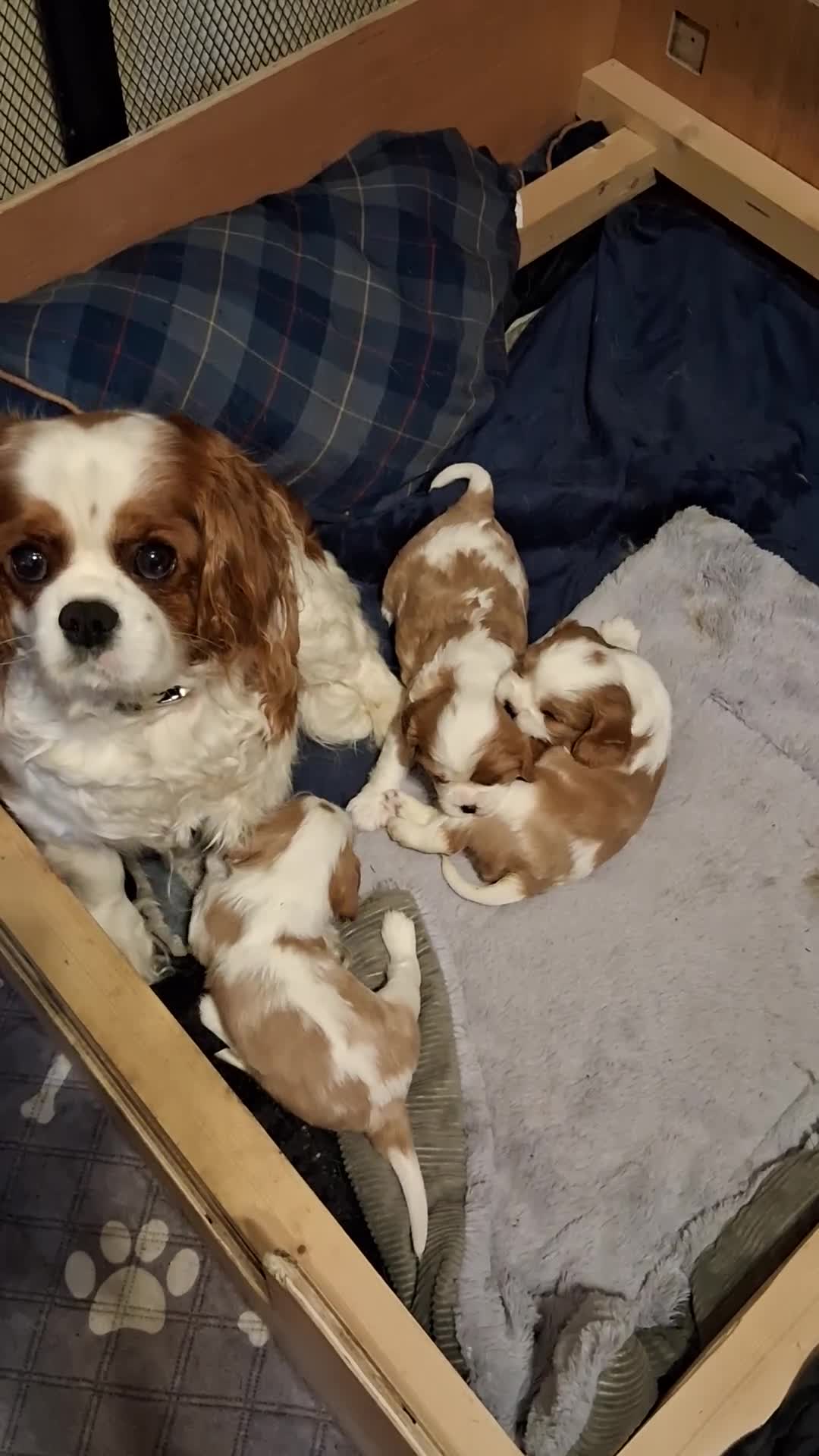 Cavalier King Charles Spaniel dogs for sale: Cavalier King Charles Spaniel puppies  - Video 3
