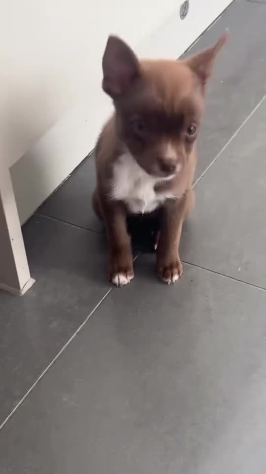 Mixed Breed dogs for sale: Pomeranian X American Pocket Bully - Video 2