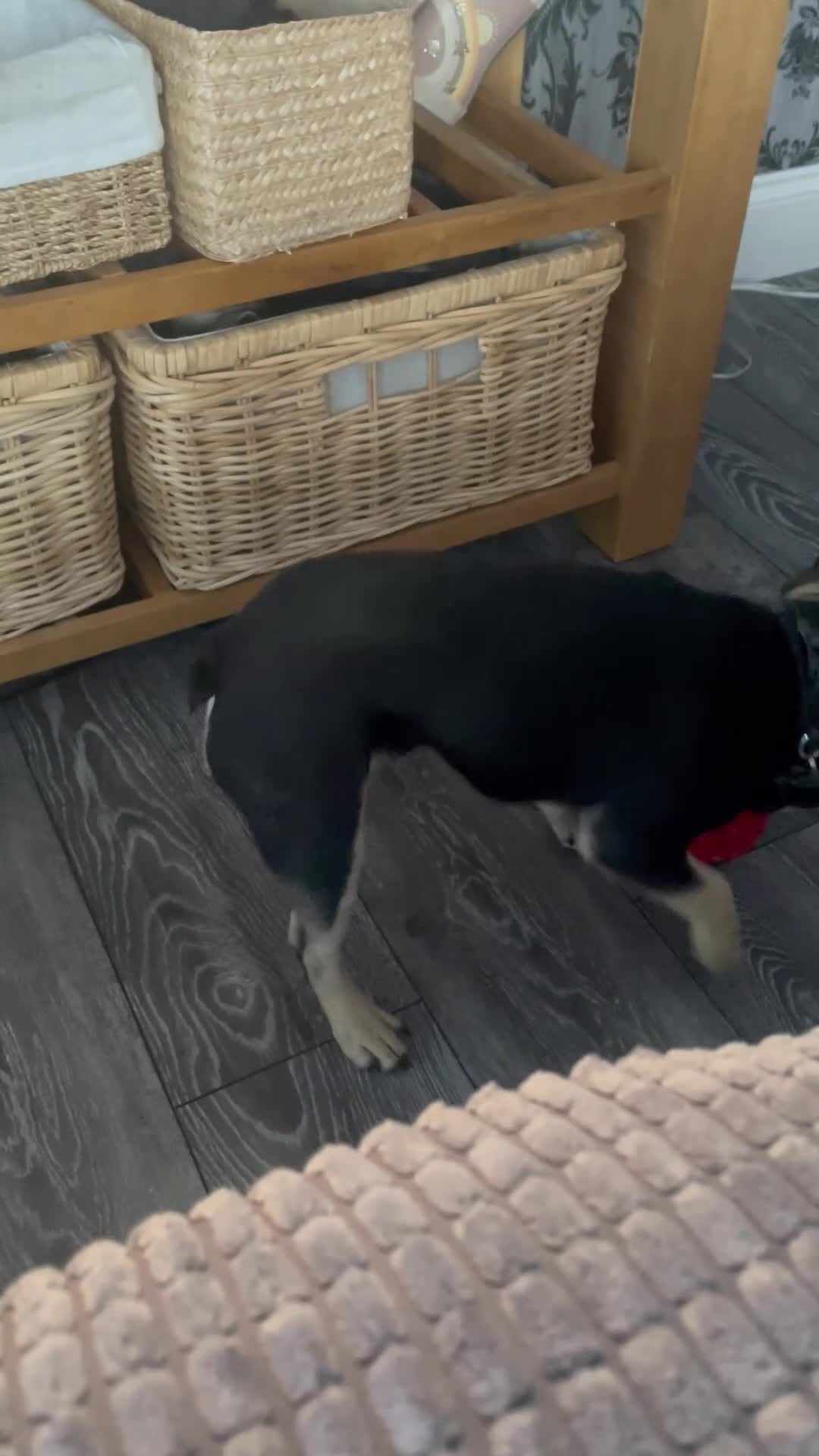 French Bulldog dogs for sale: 18 month old male black and brown French bulldog  - Video 3