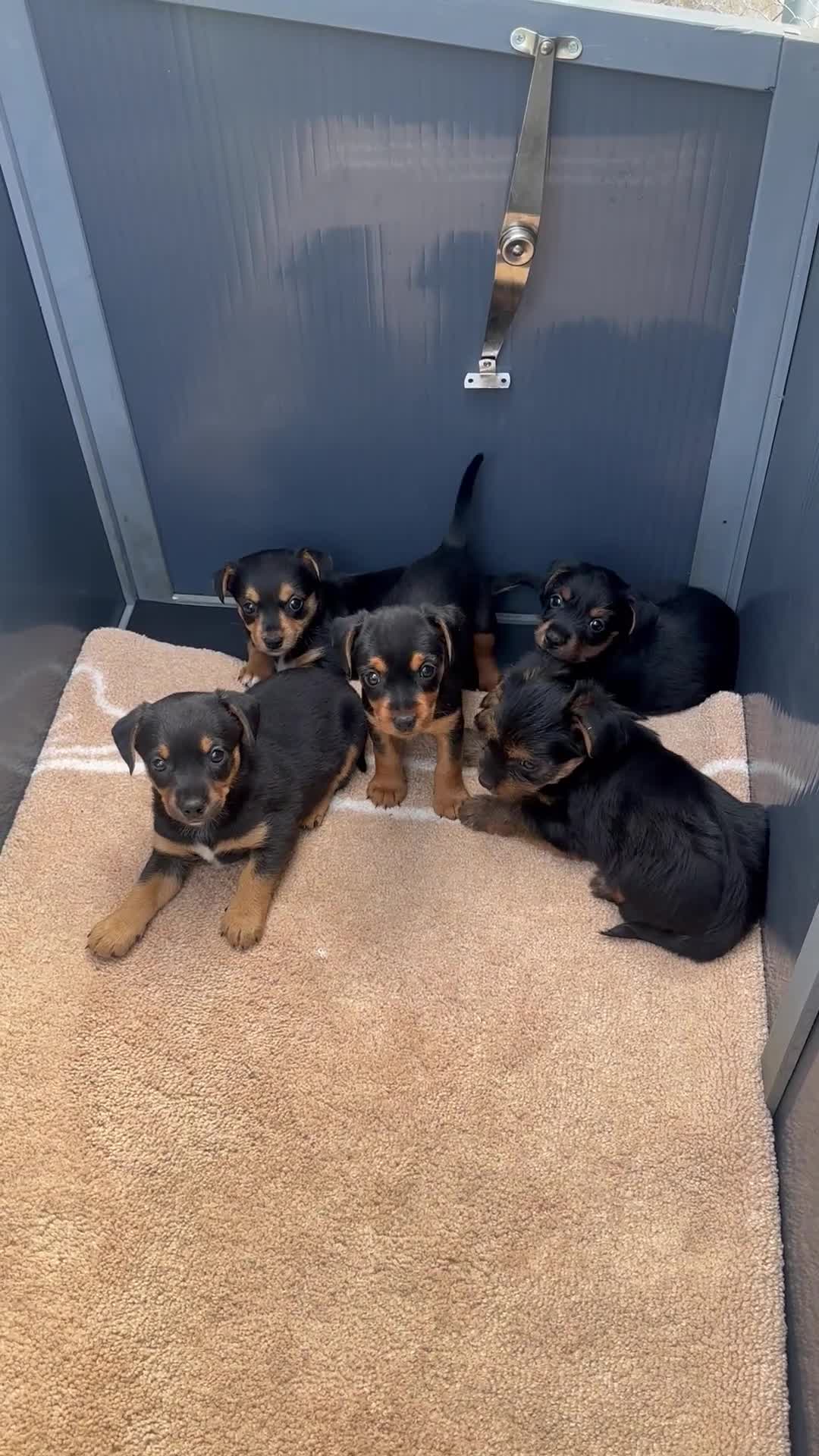 Mixed Breed dogs for sale: Litter of 5 puppies looking for loveing homes in Frodsham - Video 1