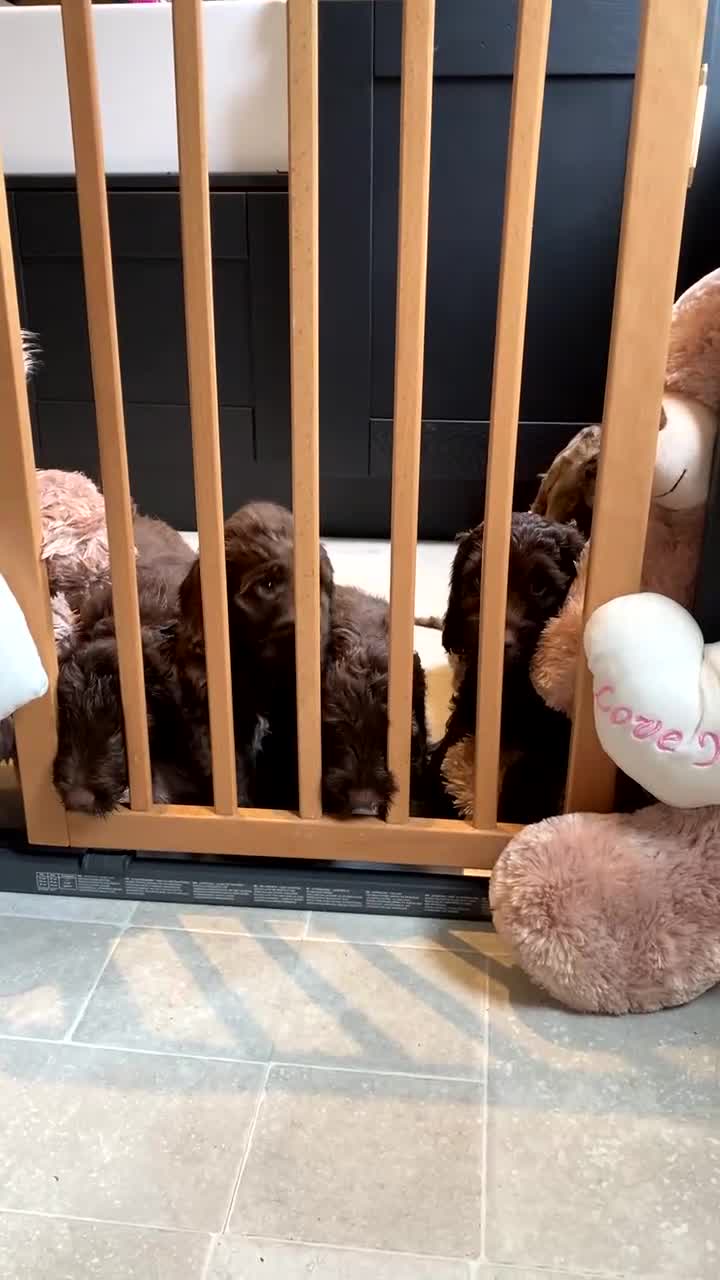 Cockapoo dogs for sale: F1B cockapoos READY TO LEAVE - Video 2