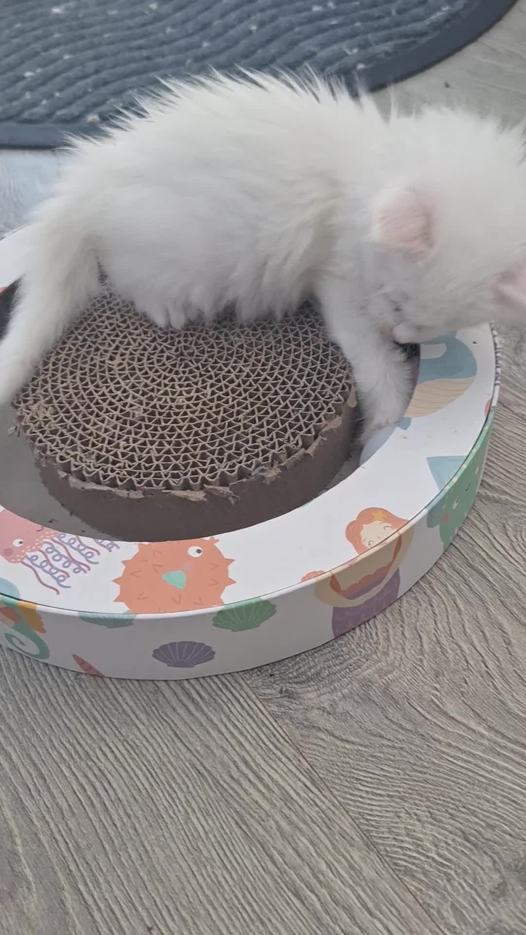 Maine Coon cats for sale: Mainecoon kittens some Polydactyl  - Video 1