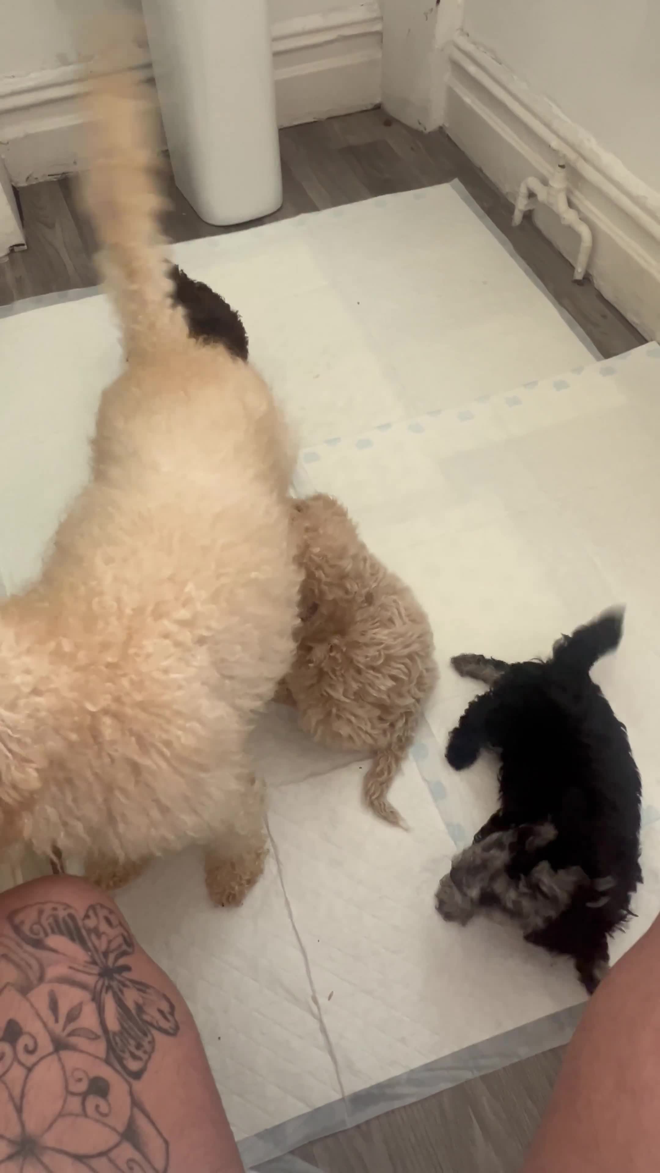 Miniature Poodle dogs for sale: ✨ Beautiful miniature poodles ✨ - Video 5