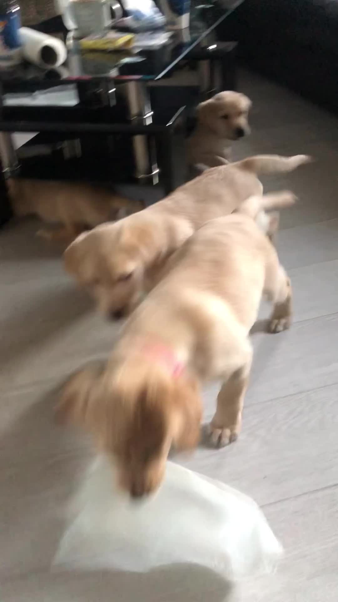 Labrador Retriever dogs for sale: Labrador pups - Video 4