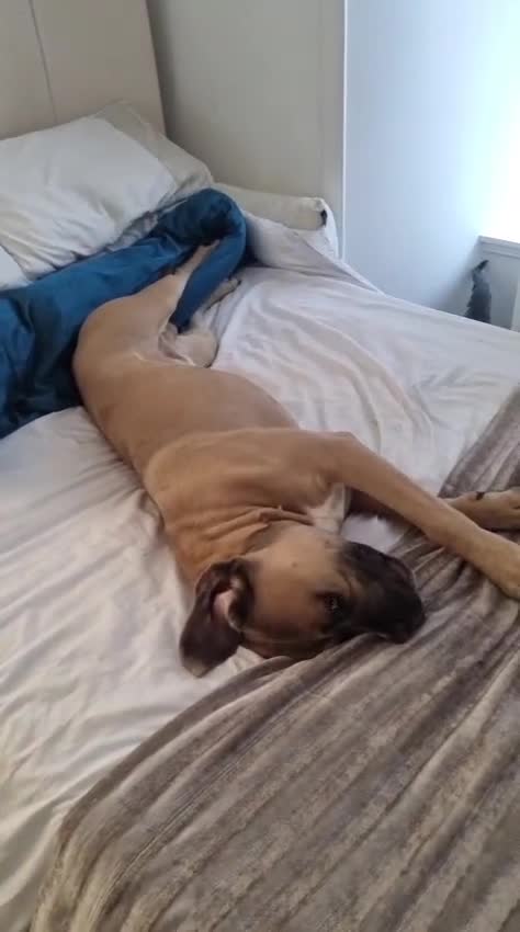 Cane Corso dogs for sale: 1-Year-Old Cane Corso – Loving Family Home Wanted in Glasgow - Video 1