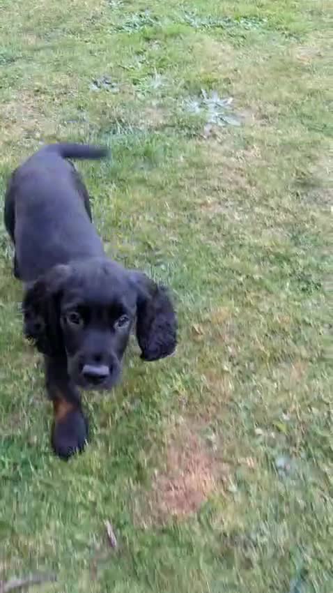 Sprocker dogs for sale: 🐾 SPROCKER PUPPIES 🐾 - Video 1