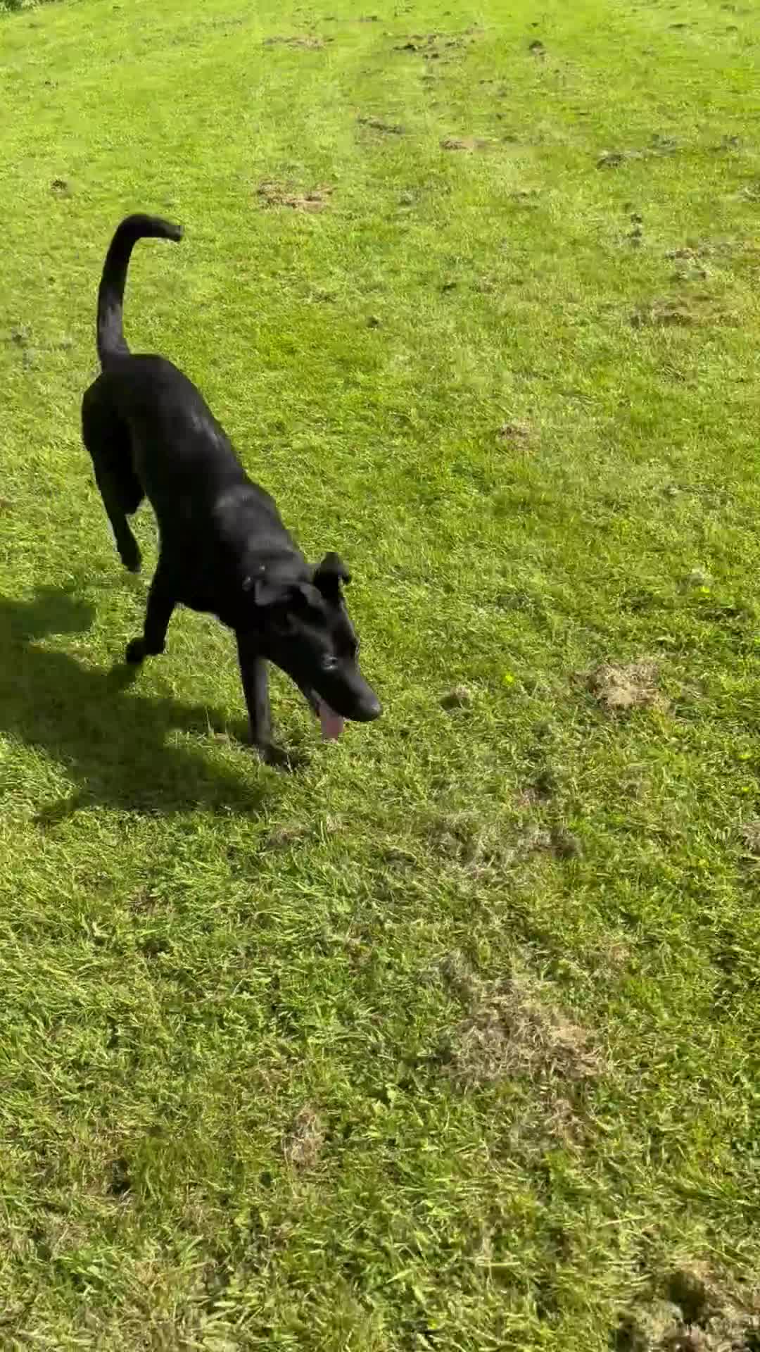 Mixed Breed dogs for sale: Rehome my bella - Video 1