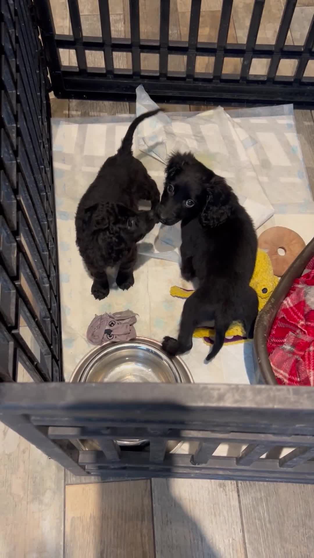 Cockapoo dogs for sale: F2B Cockapoo Puppies - Video 1