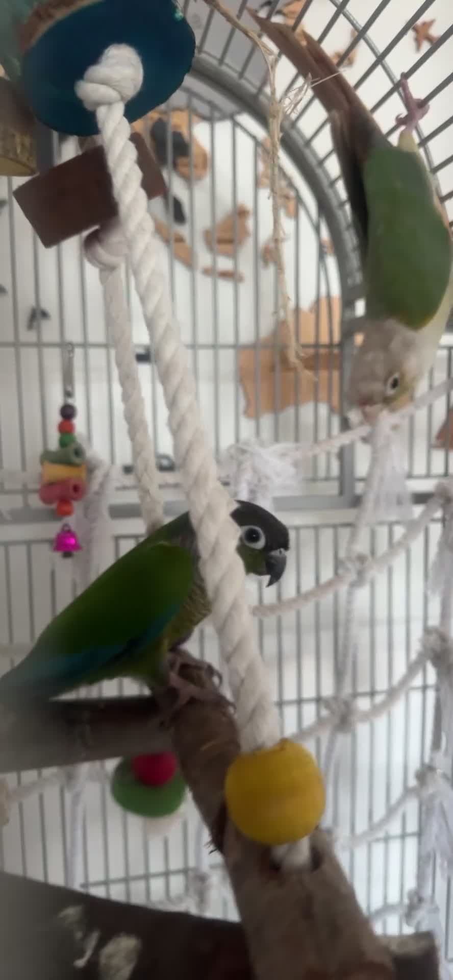 Conures birds for sale: Conures for sale in Nottingham - Video 1