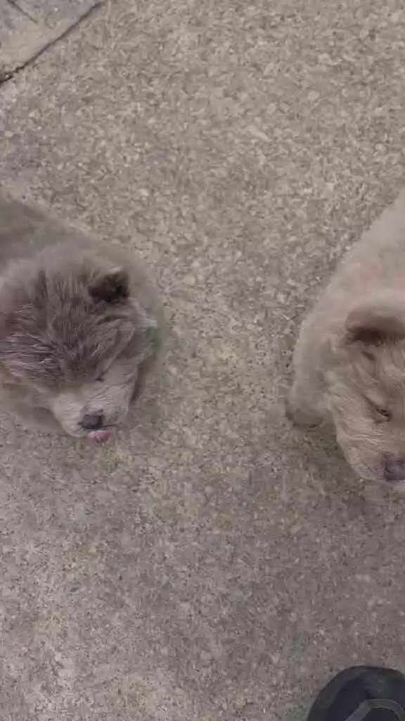 Chow Chow dogs for sale: Chow chow puppy in Doncaster - Video 3