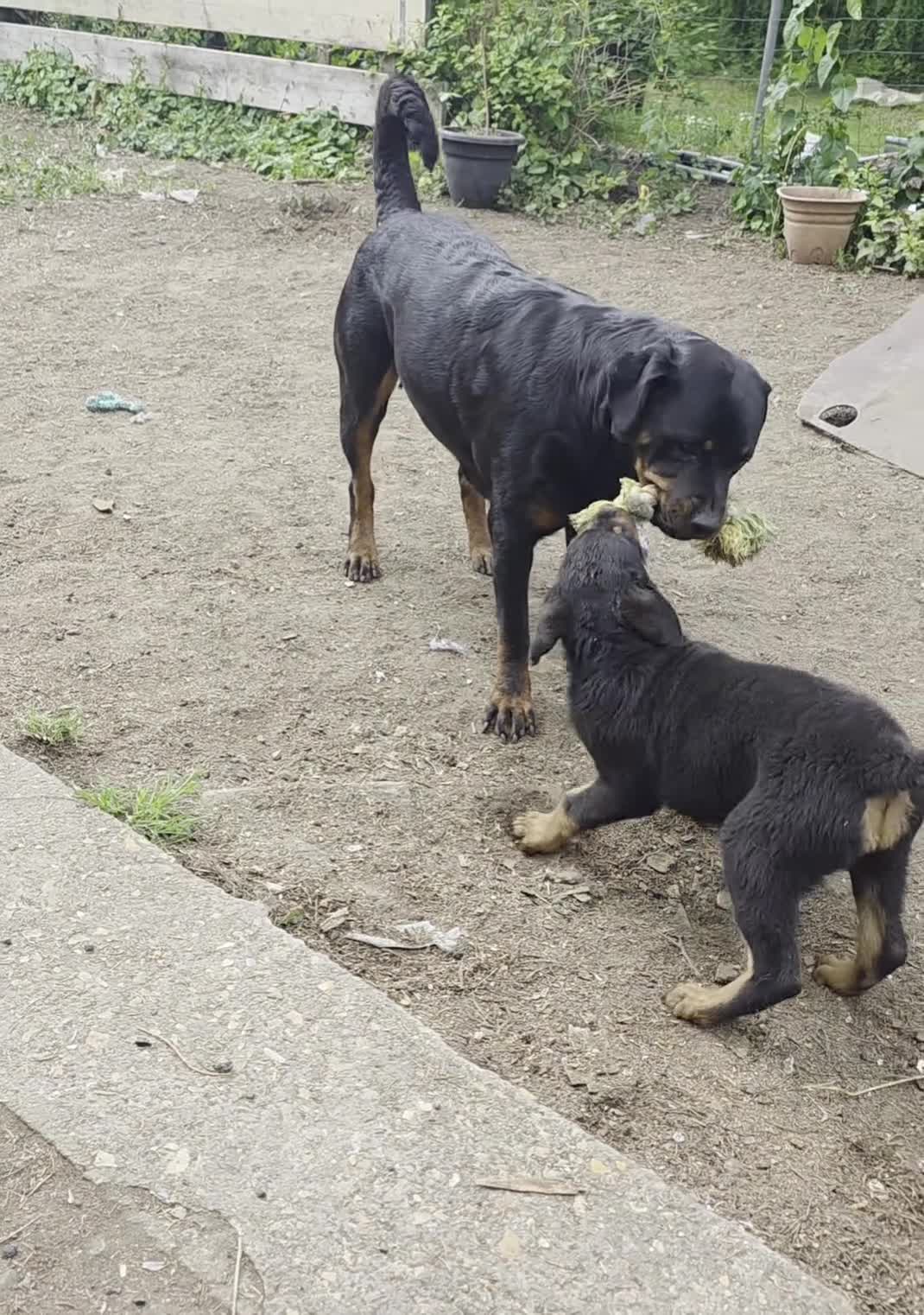 Rottweiler dogs for sale: Rottweiler puppies  - Video 2