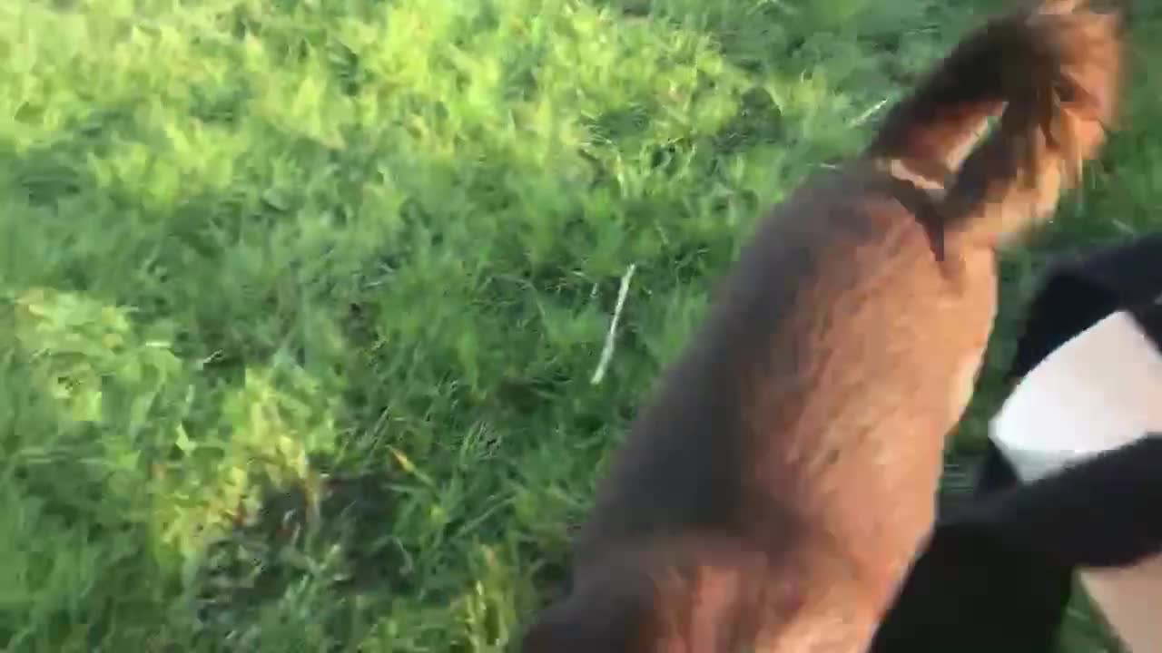 Mixed Breed dogs for adoption: Bernie is looking for the best forever home in Hayling Island - Video 2