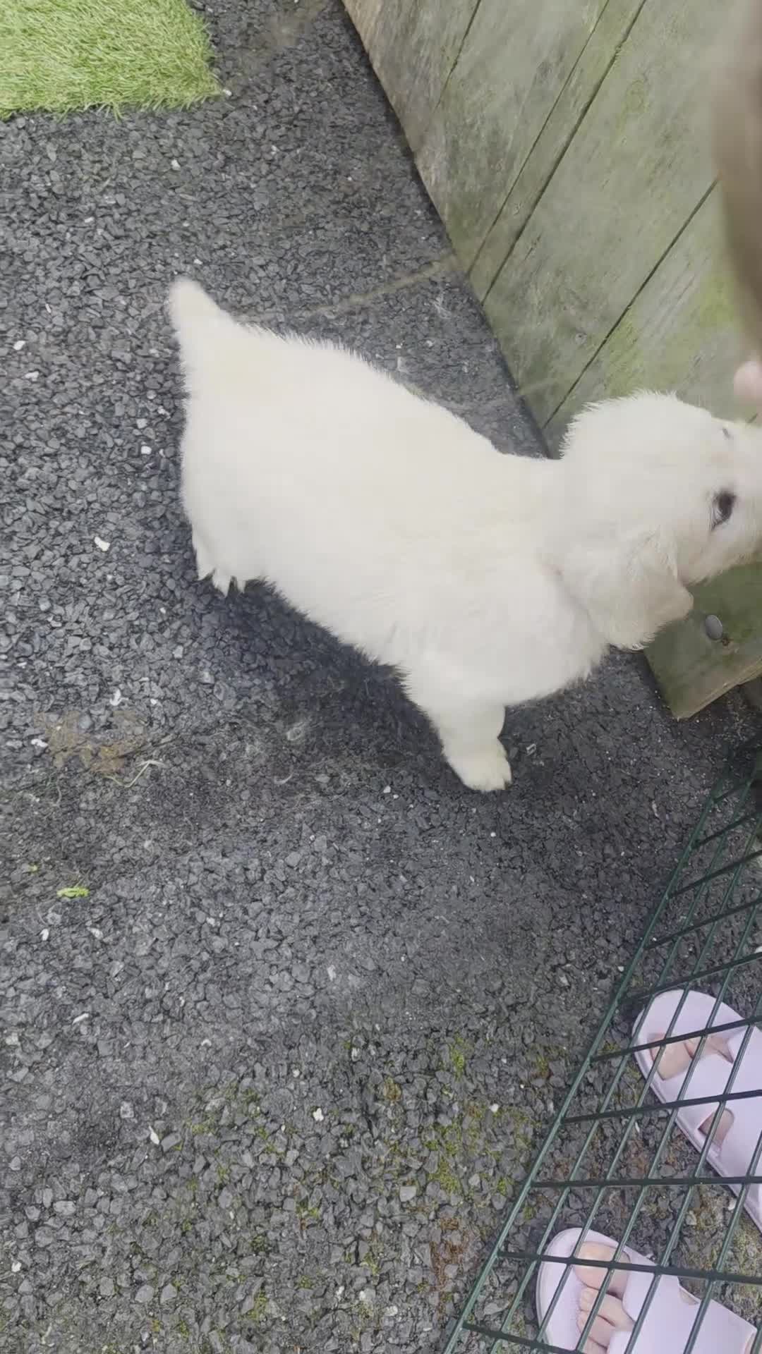 Golden Retriever dogs for sale: Golden Retriever Puppies in Bangor - Video 1