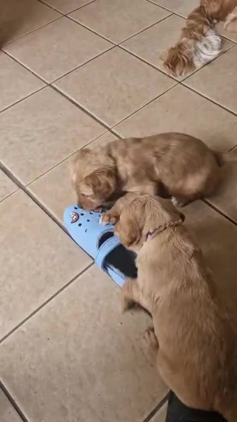 Golden Retriever dogs for sale: 3 gorgeous boys left - Video 1