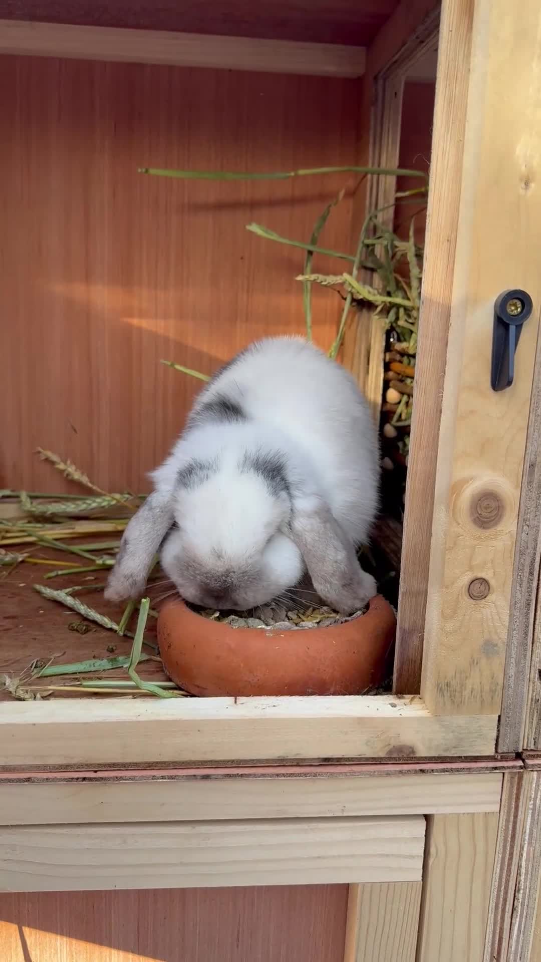 Mini Lop rabbits for sale: Two Mini Lop Bucks 🩵 - Video 1