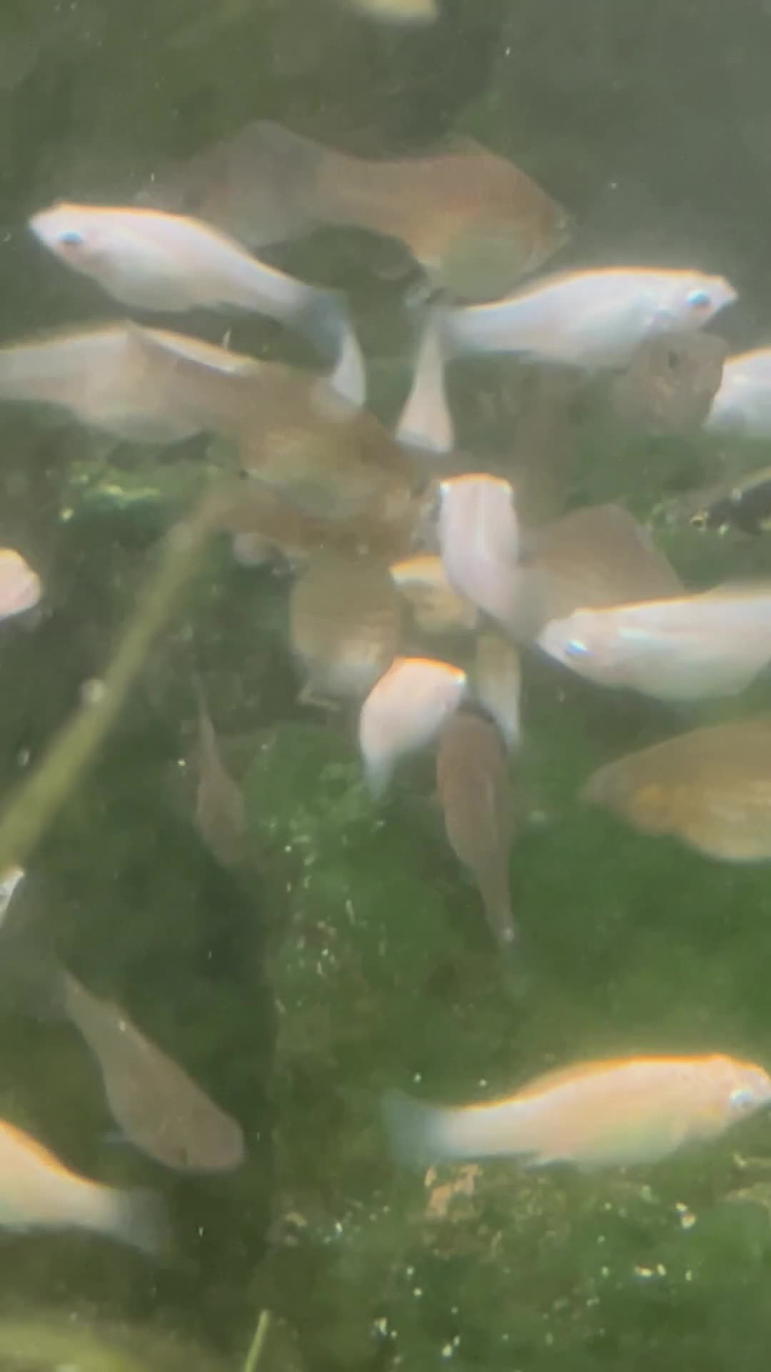 Mollies fish for sale: Sailfin Mollies for Sale - Video 1