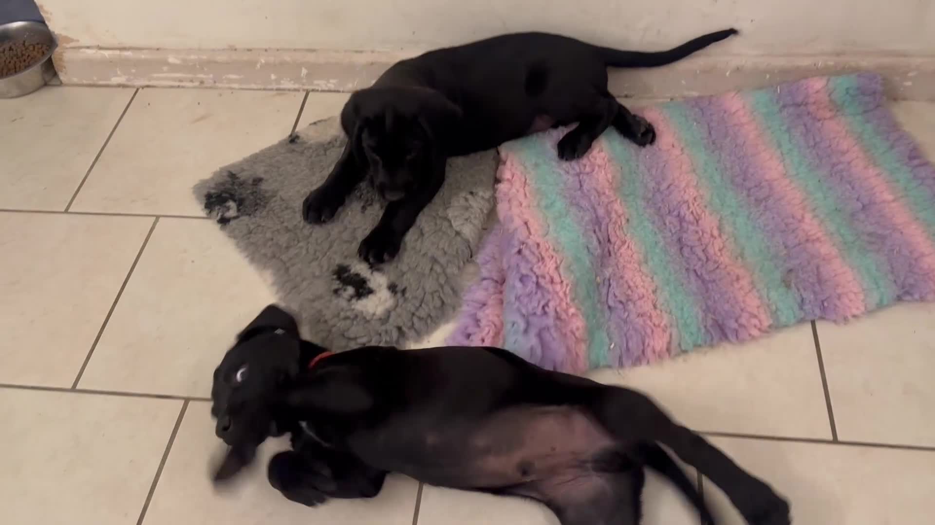 Cockerdor dogs for sale: Cockerdor Puppies - Video 1