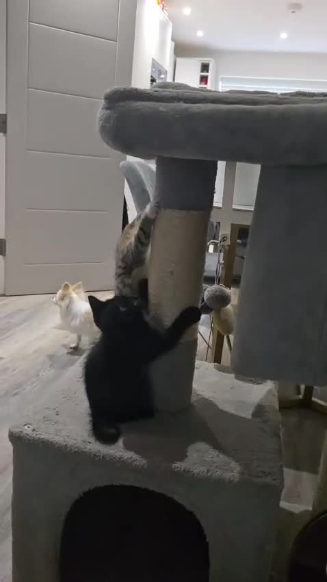 Persian cats for sale: All Black long hair Persian mixed  - Video 1
