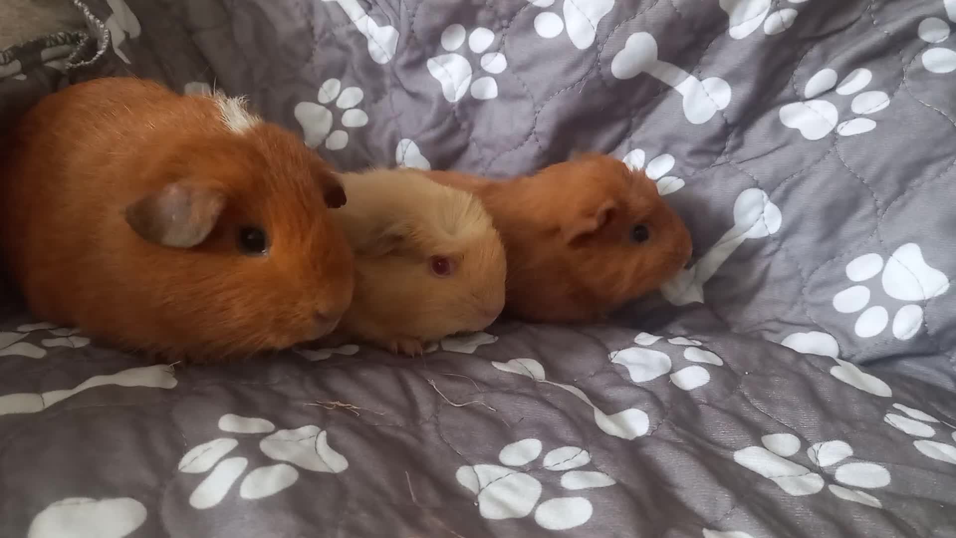 Guinea Pig rodents for sale: Female baby guinea pigs  - Video 3
