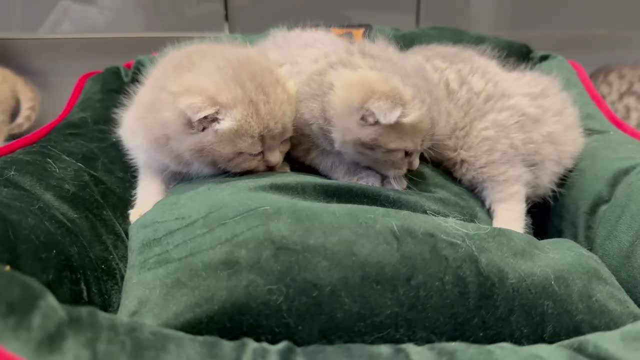 Scottish Fold cats for sale: Scottish fold full pedigree  - Video 4