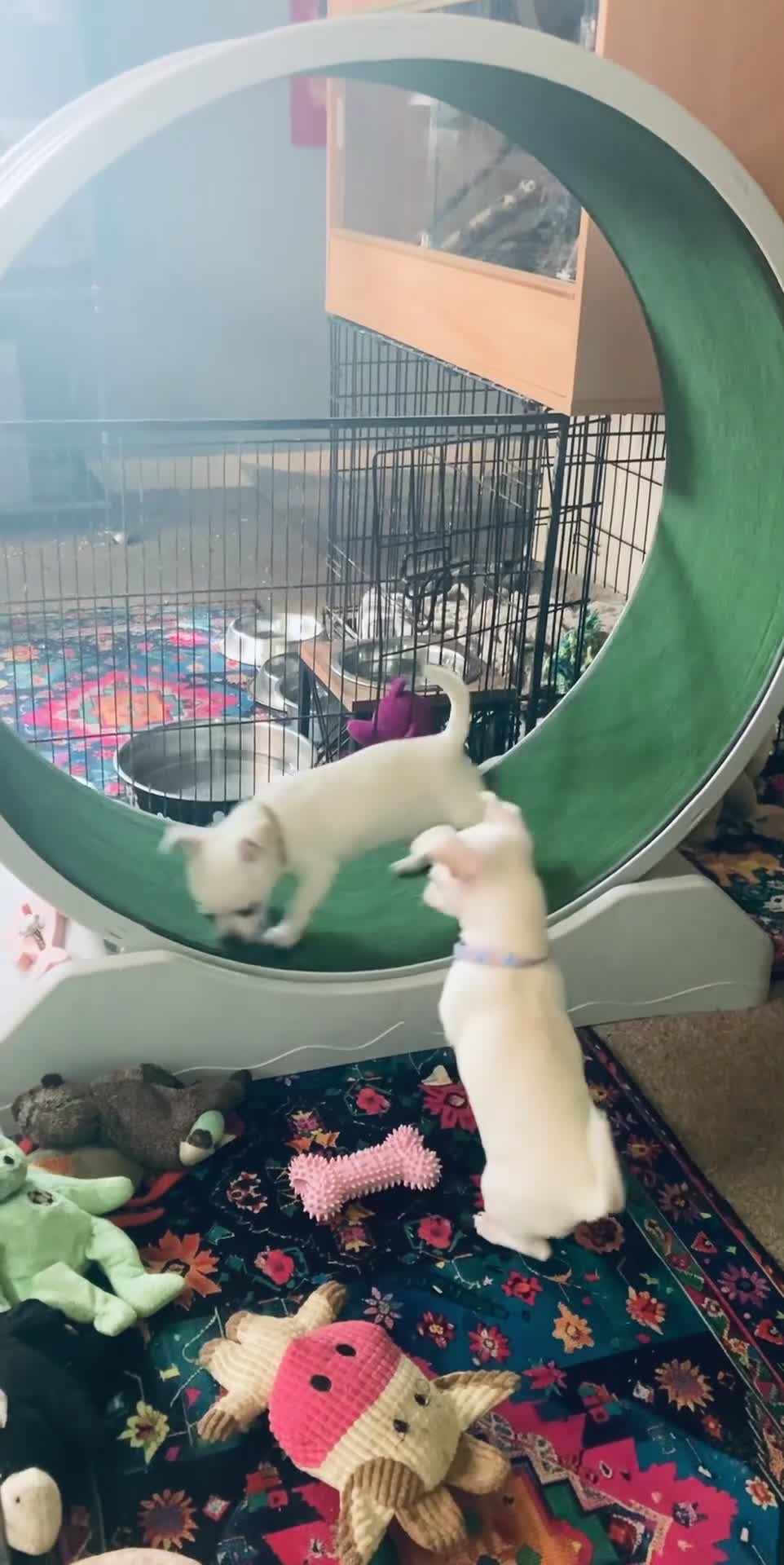 Chihuahua dogs for sale: Chihuahua  - Video 1