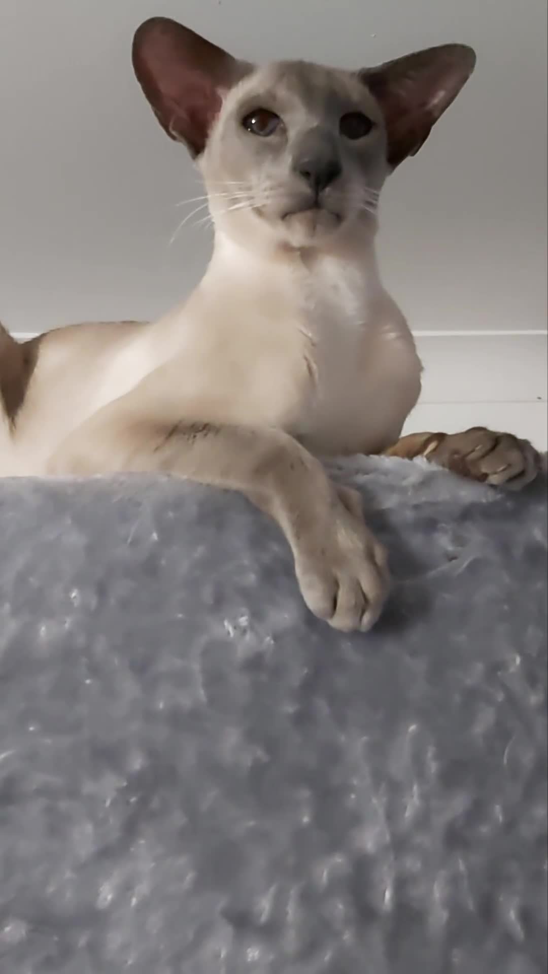 Oriental cats for sale: Full Pedigree Oriental 6 Kittens XL size ears GCCF - Video 2