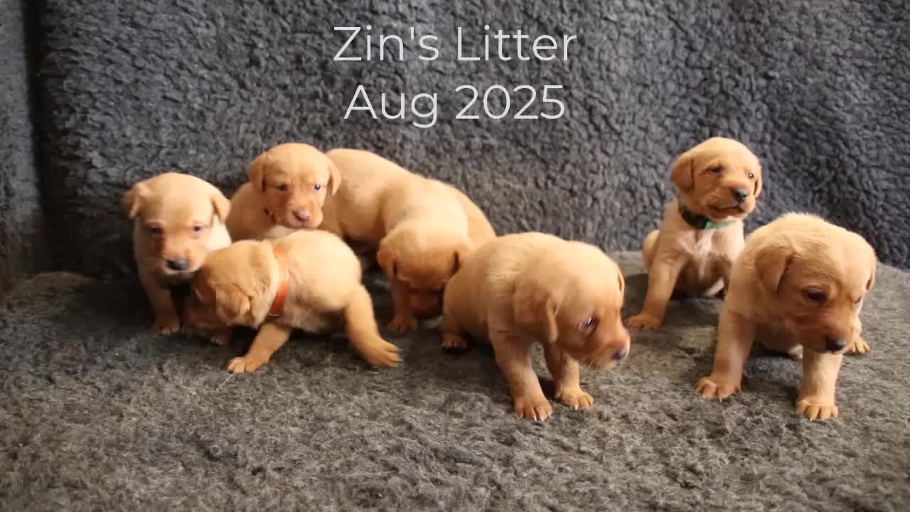 Labrador Retriever dogs for sale: Red Fox Labs : Health Checked-KC Reg-FTCH Pedigree - Video 3