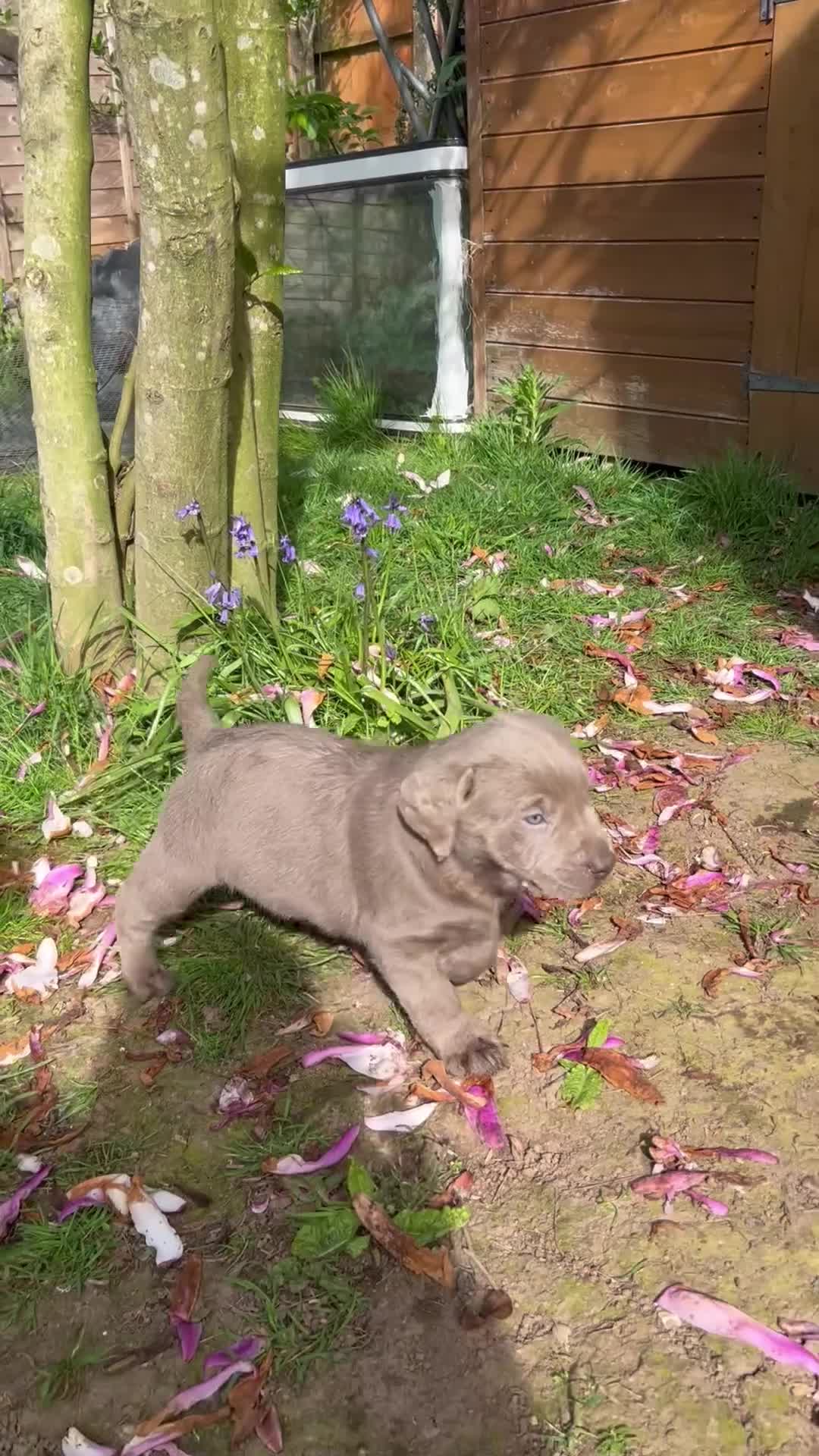 Labrador Retriever dogs for sale: 5 generations pedigree silver Labrador puppies  - Video 1
