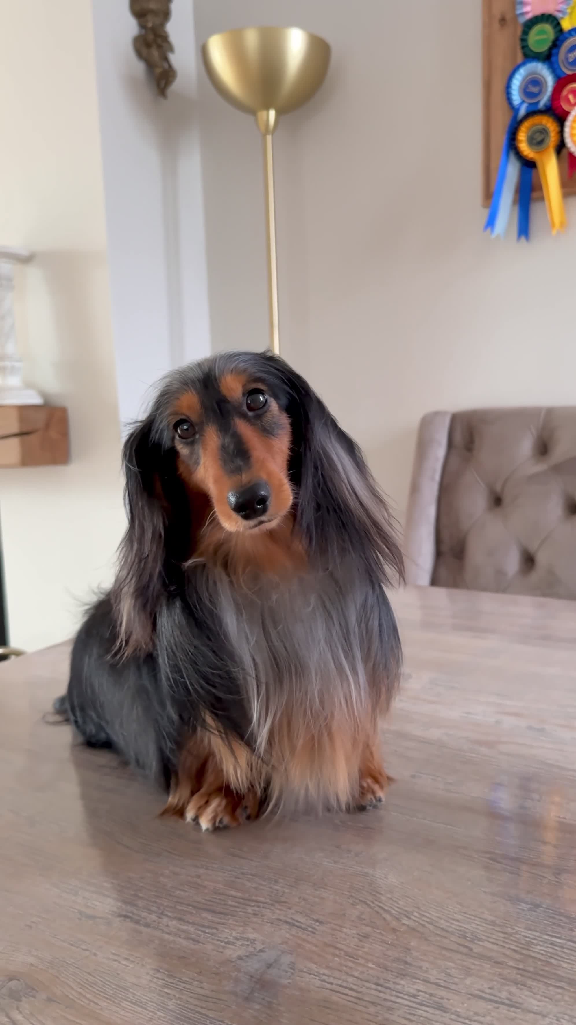 Miniature Dachshund dogs for stud: 🏆 KC REG - Health tested - Continental lines 🏆 - Video 1