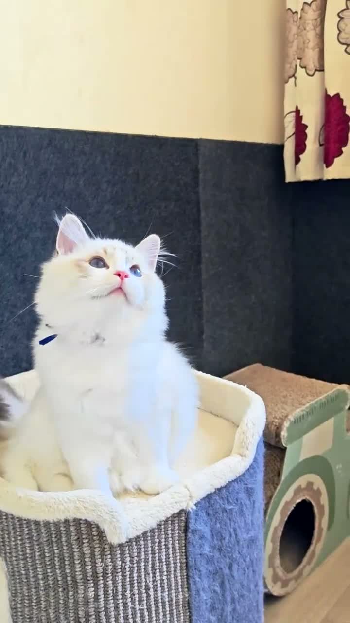 Ragdoll cats for sale: GCCF REGISTERED BEAUTIFUL RAGDOLLS KITTENS  - Video 2
