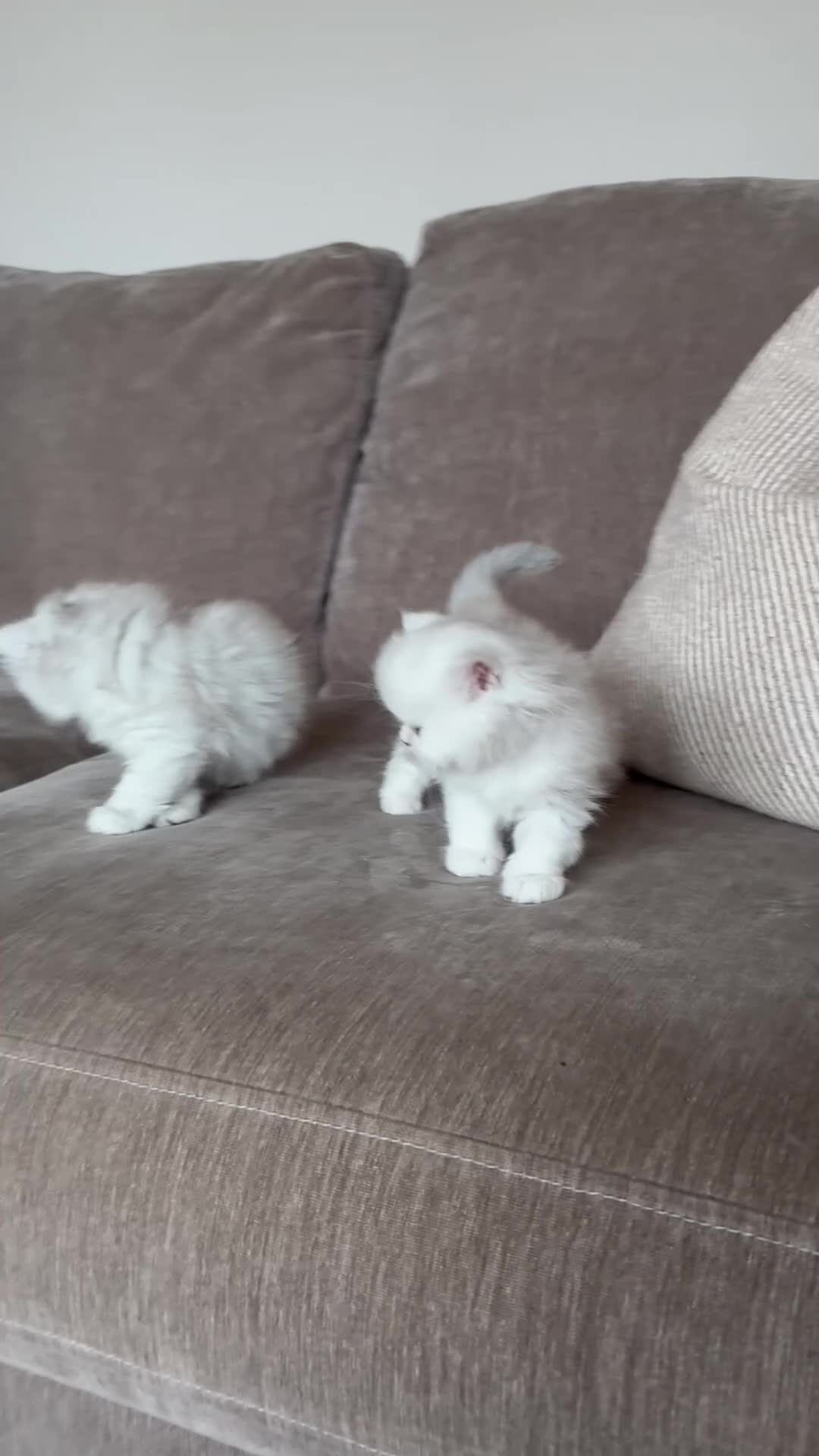Persian cats for sale: Persian kittens  - Video 1