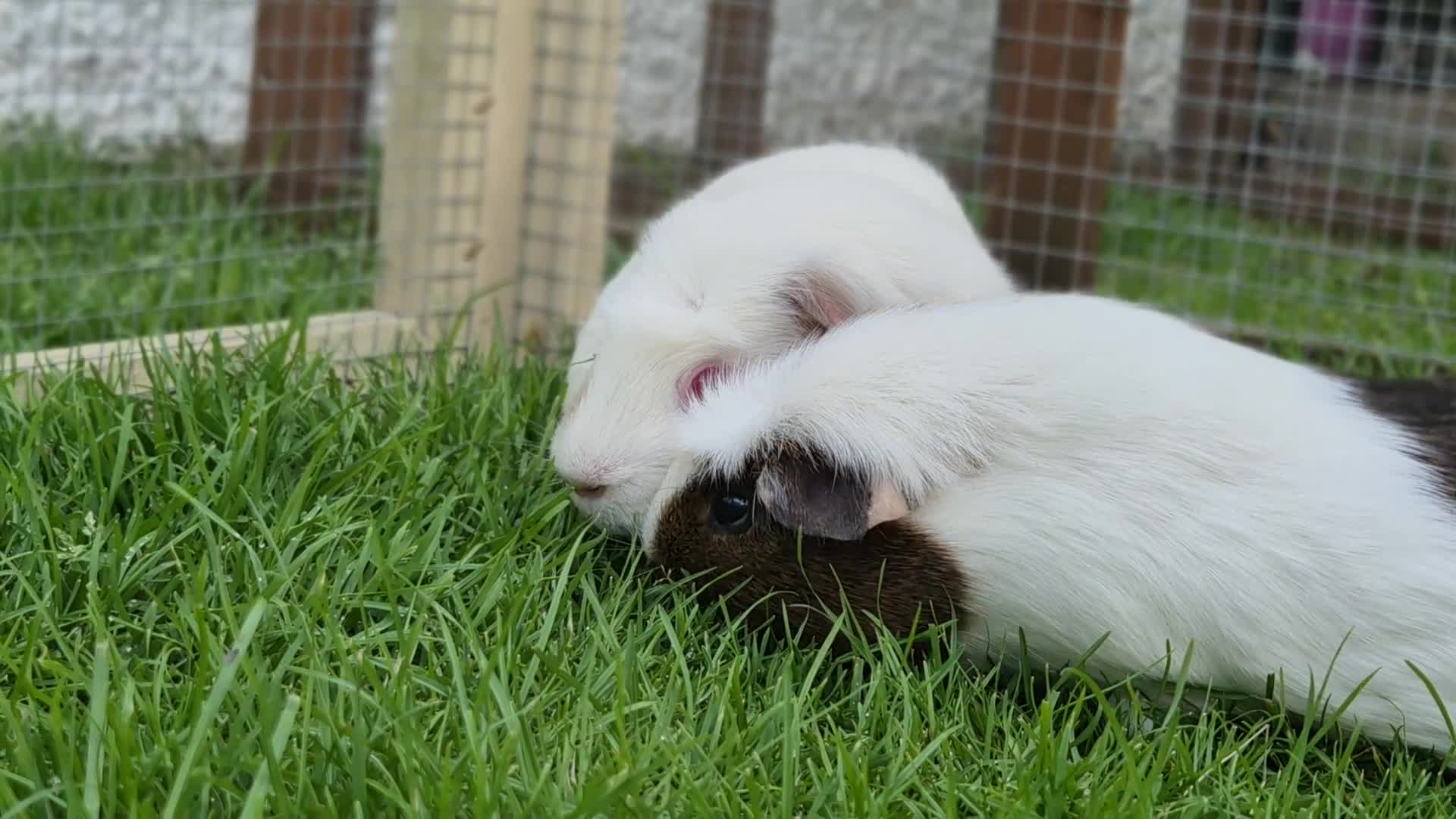 Guinea Pig rodents for sale: 2 male guinea pigs very friendly  - Video 1