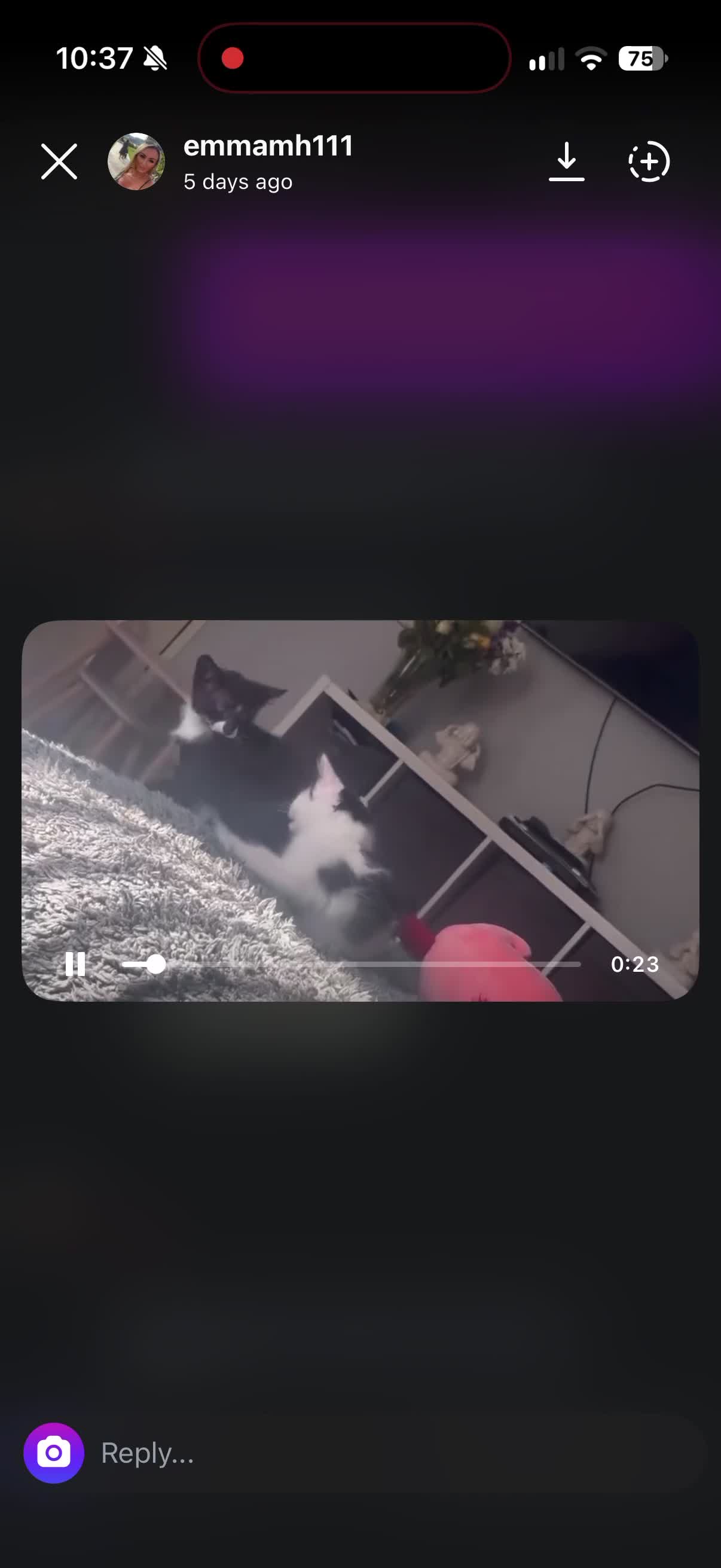British Shorthair cats for sale: 2 black and white boys for sale - Video 1