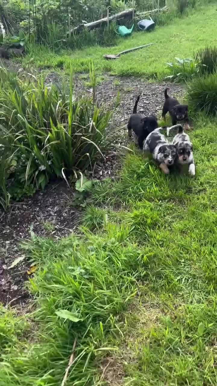 Mixed Breed dogs for sale: Border Rotty puppies for sale  - Video 1