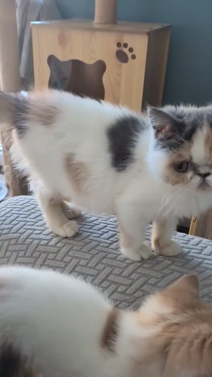 Exotic cats for sale: ✨ SKY LIGHT — EXOTIC SHORTHAIR FEMALE ✨ in Eastbourne - Video 1
