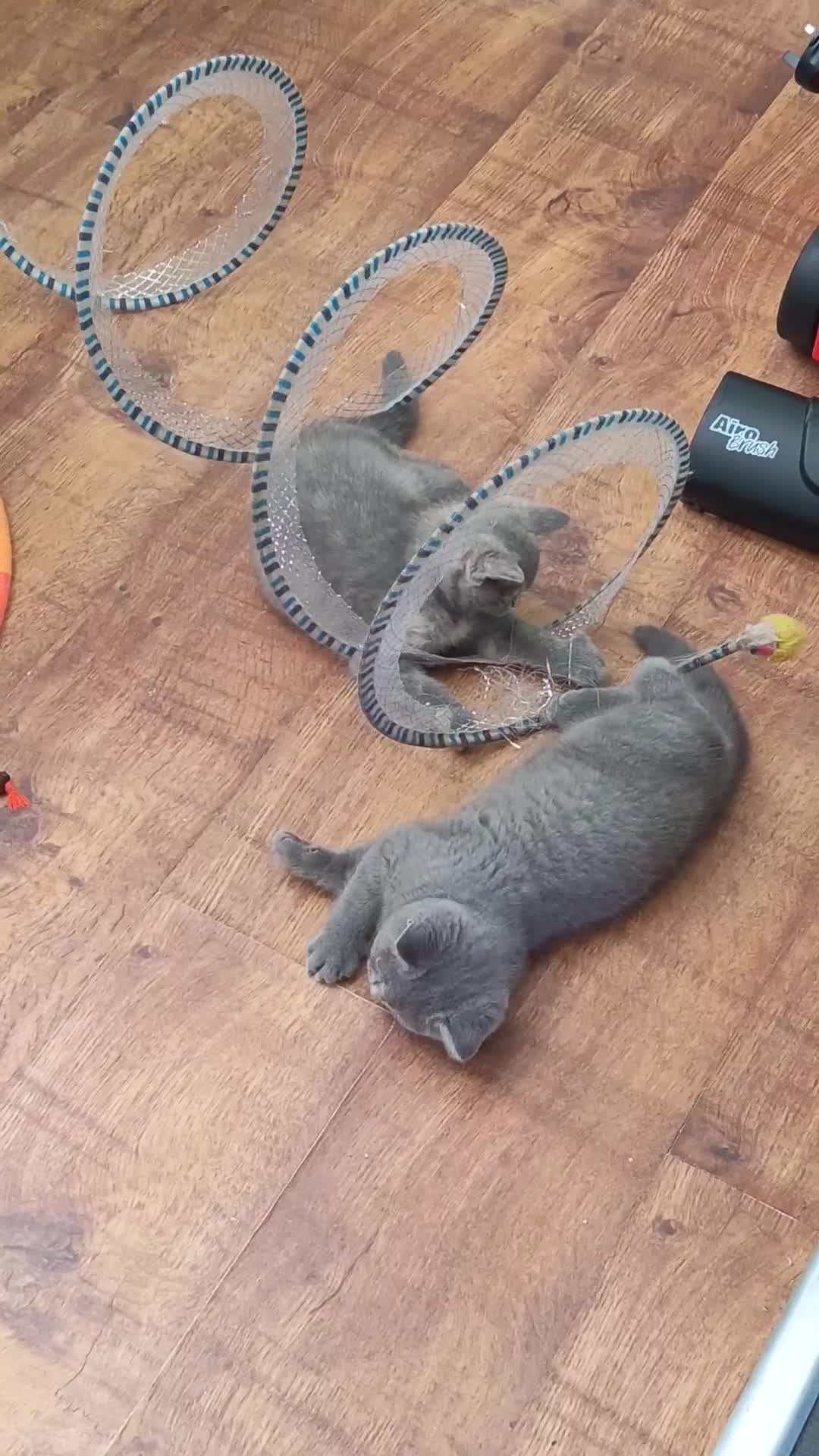British Shorthair cats for sale: *Beautiful GCCF Reg'd Kittens*DNA Tested Parents* - Video 2