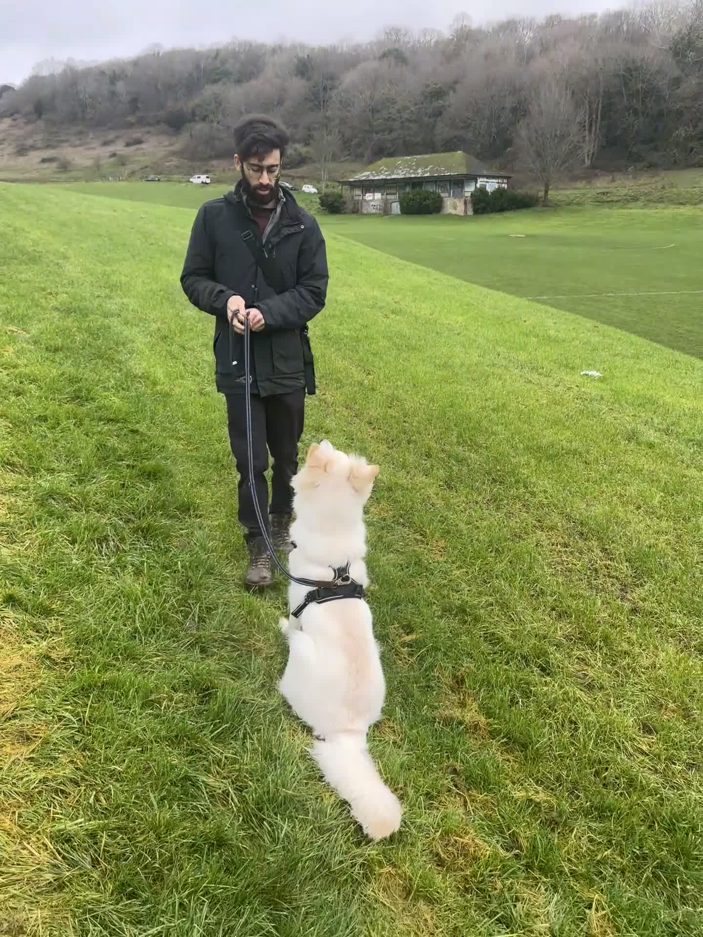 German Shepherd dogs for sale: Huge Potential Shepherd for the Right Home - Video 1