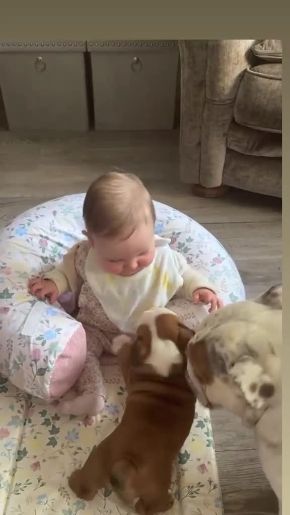 English Bulldog dogs for sale: Kc registered girl puppy - Video 4