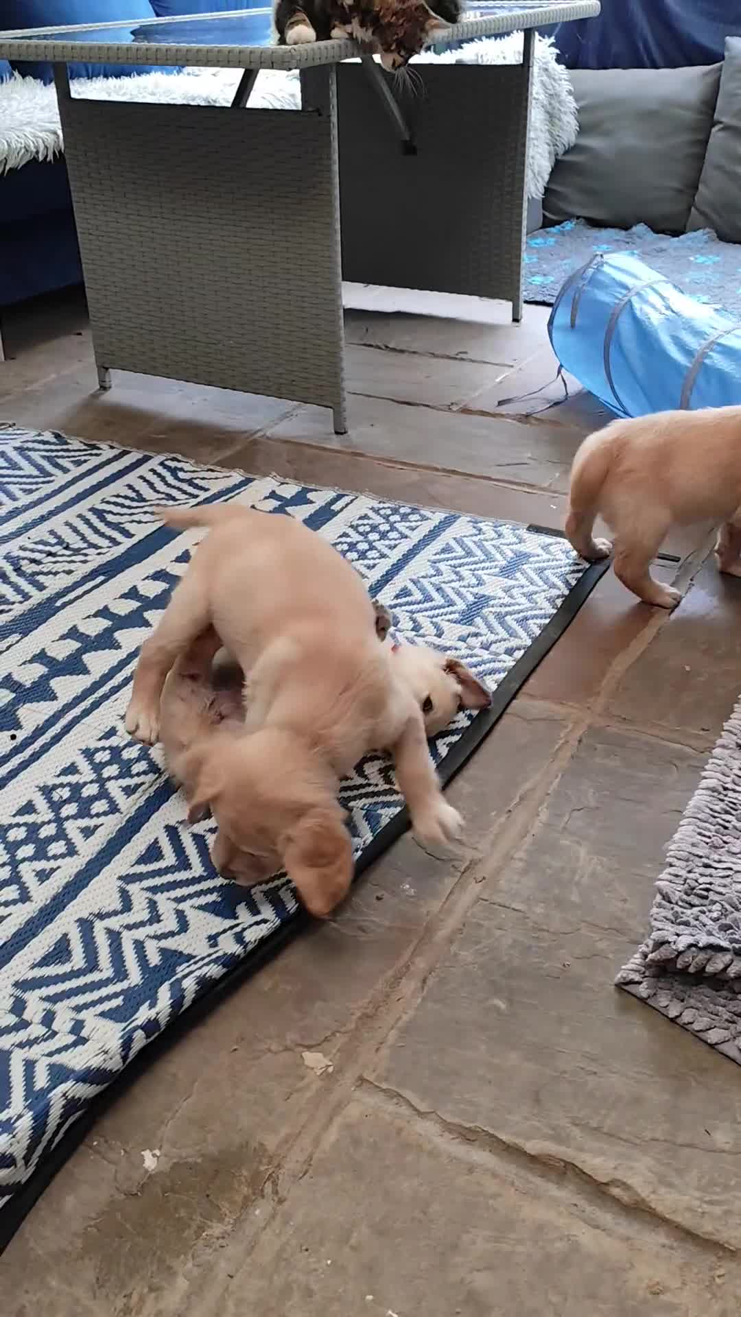Golden Retriever dogs for sale: Gentle and loving Golden Retriever puppiess  - Video 1