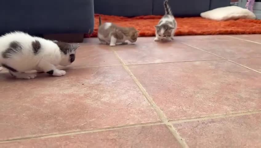 Norwegian Forest Cat cats for sale: 5 beautiful friendly boys - Video 2