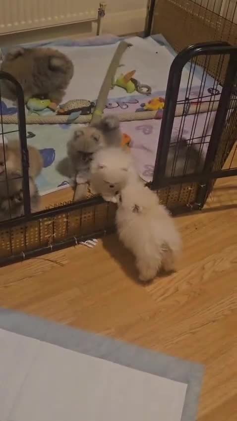 Pomeranian dogs for sale: Amazing cream boy - Video 2